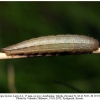 melanargia hylata talysh larva3b
